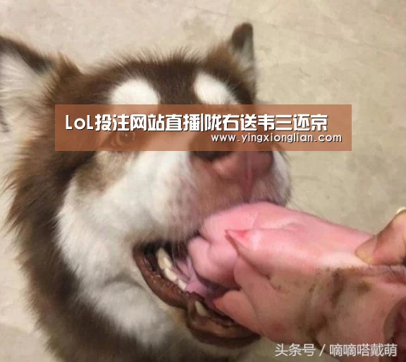 LoL投注网站直播
